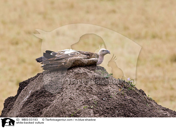 Weirckengeier / white-backed vulture / MBS-03193