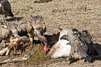 white-backed vultures