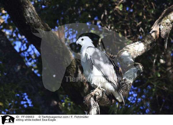 sitzender Weibauchseeadler / sitting white-bellied Sea-Eagle / FF-09663