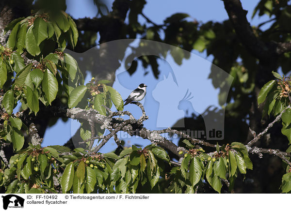 Halsbandschnpper / collared flycatcher / FF-10492