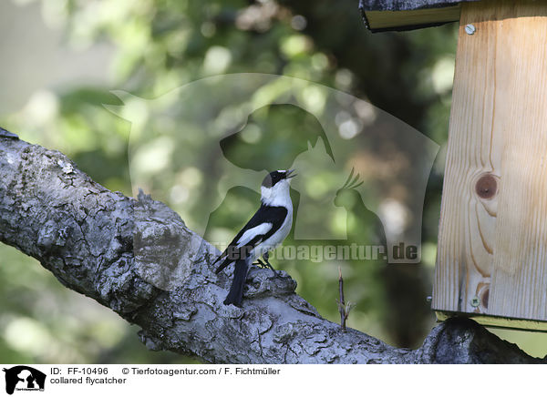 Halsbandschnpper / collared flycatcher / FF-10496