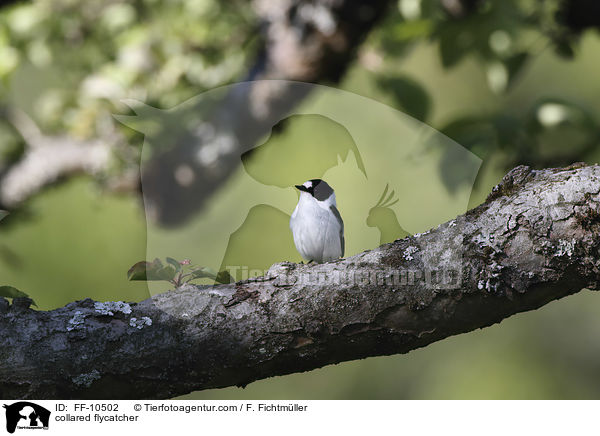 Halsbandschnpper / collared flycatcher / FF-10502