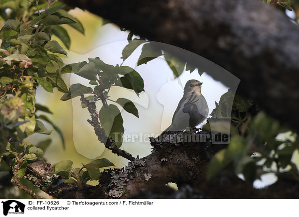 Halsbandschnpper / collared flycatcher / FF-10526