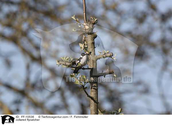 Halsbandschnpper / collared flycatcher / FF-10536