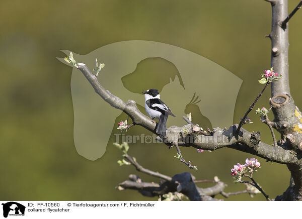 Halsbandschnpper / collared flycatcher / FF-10560