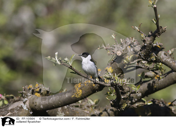 Halsbandschnpper / collared flycatcher / FF-10564