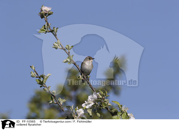 Halsbandschnpper / collared flycatcher / FF-10565