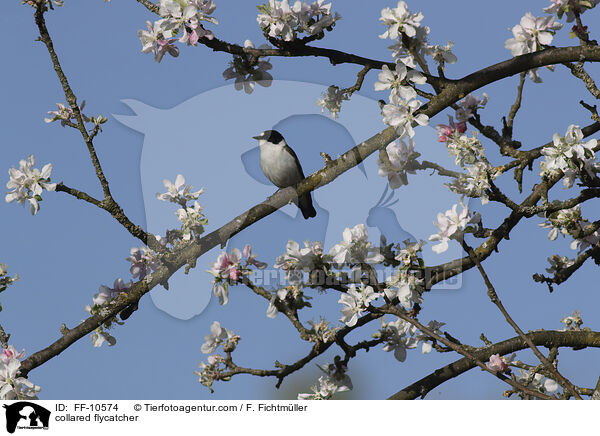 Halsbandschnpper / collared flycatcher / FF-10574