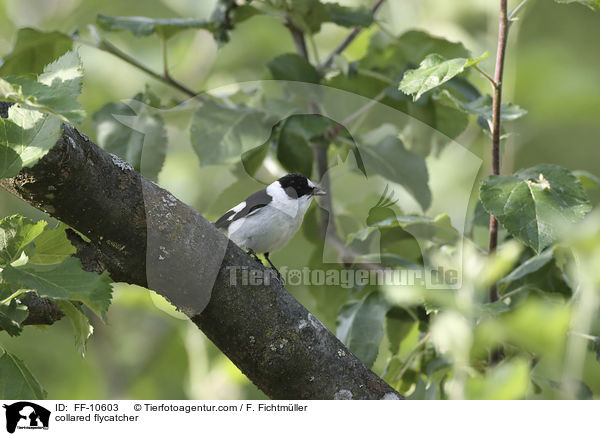 Halsbandschnpper / collared flycatcher / FF-10603