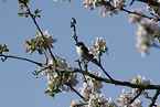 collared flycatcher