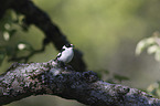 collared flycatcher