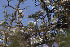 collared flycatcher