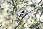 collared flycatcher