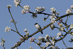 collared flycatcher