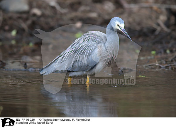 stehender Weiwangenreiher / standing White-faced Egret / FF-08926