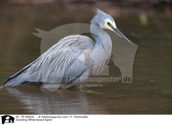 stehender Weiwangenreiher / standing White-faced Egret / FF-08930