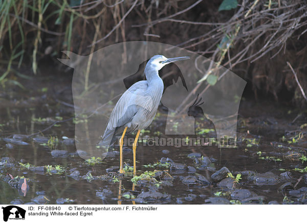 stehender Weiwangenreiher / standing White-faced Egret / FF-08940