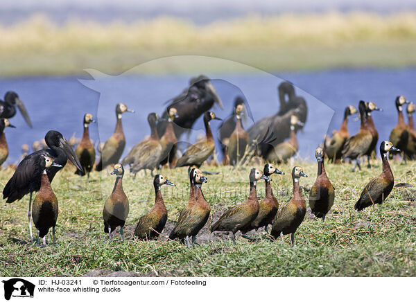 Witwenpfeifgnse / white-face whistling ducks / HJ-03241