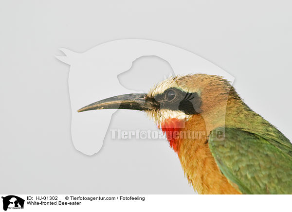 Weistirn-Spint / White-fronted Bee-eater / HJ-01302