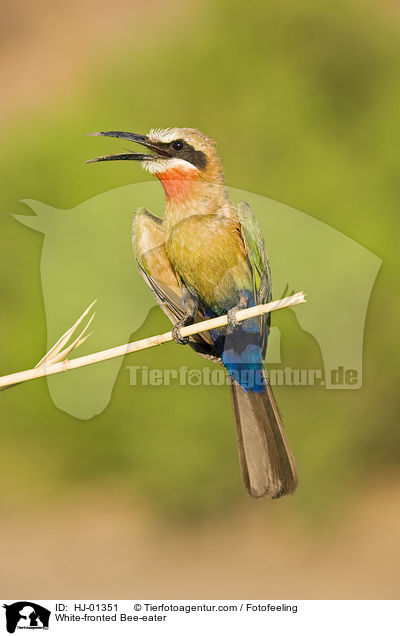 Weistirn-Spint / White-fronted Bee-eater / HJ-01351