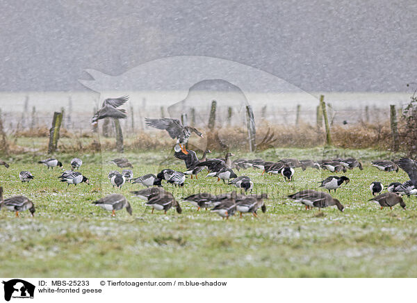 Blessgnse / white-fronted geese / MBS-25233