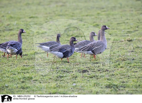 Blessgnse / white-fronted geese / MBS-25252