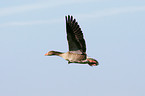 flying white-fronted goose