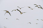 white-fronted geese