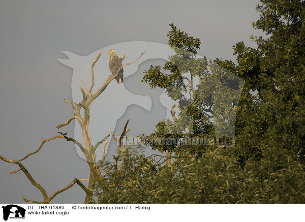 Seeadler / white-tailed eagle / THA-01880