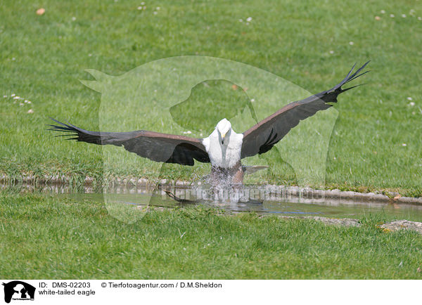 Seeadler / white-tailed eagle / DMS-02203