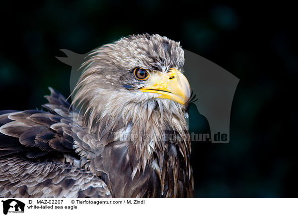 Seeadler / white-tailed sea eagle / MAZ-02207