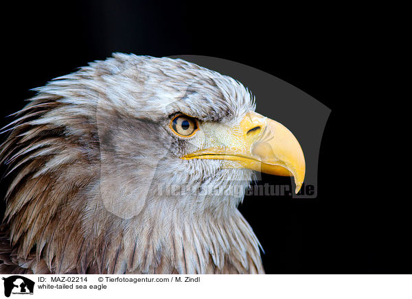 Seeadler / white-tailed sea eagle / MAZ-02214