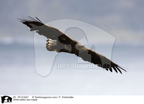 Seeadler / white-tailed sea eagle / FF-01647