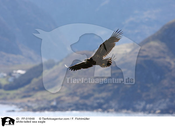 Seeadler / white-tailed sea eagle / FF-01648