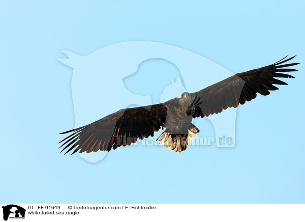 Seeadler / white-tailed sea eagle / FF-01649