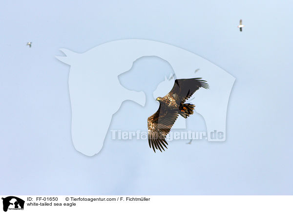 Seeadler / white-tailed sea eagle / FF-01650
