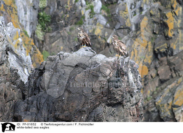 Seeadler / white-tailed sea eagles / FF-01652