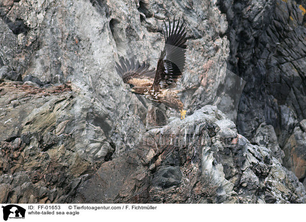 Seeadler / white-tailed sea eagle / FF-01653