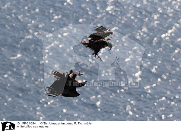 Seeadler / white-tailed sea eagles / FF-01654