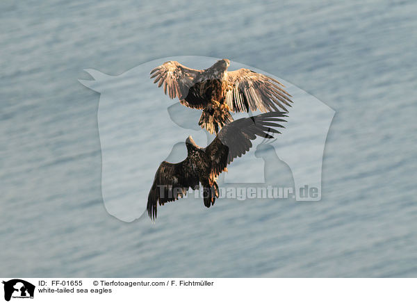 Seeadler / white-tailed sea eagles / FF-01655
