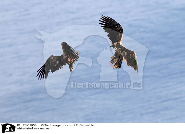 Seeadler / white-tailed sea eagles / FF-01656