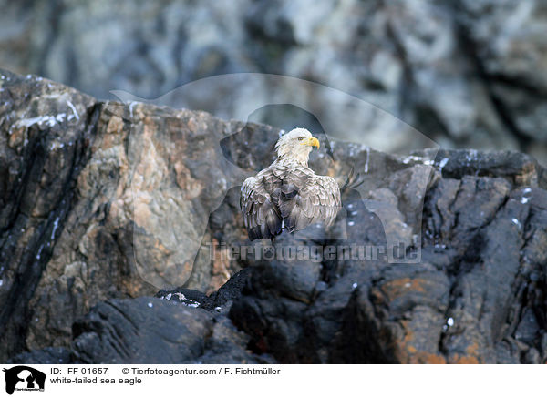 Seeadler / white-tailed sea eagle / FF-01657
