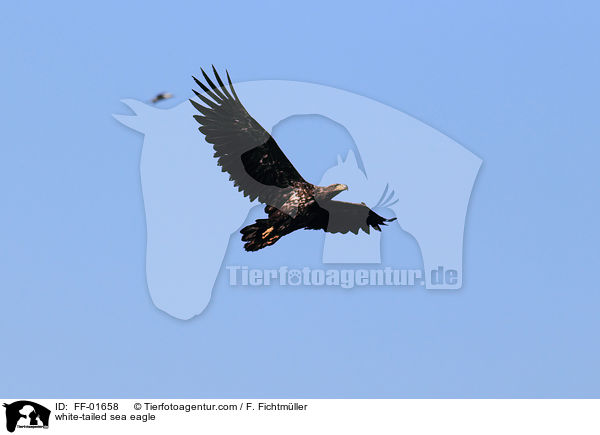 Seeadler / white-tailed sea eagle / FF-01658