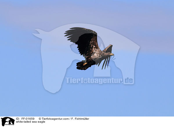 Seeadler / white-tailed sea eagle / FF-01659