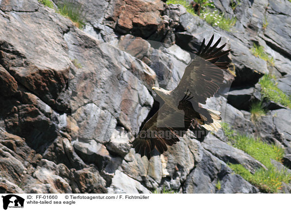 Seeadler / white-tailed sea eagle / FF-01660