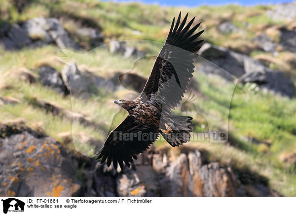 Seeadler / white-tailed sea eagle / FF-01661