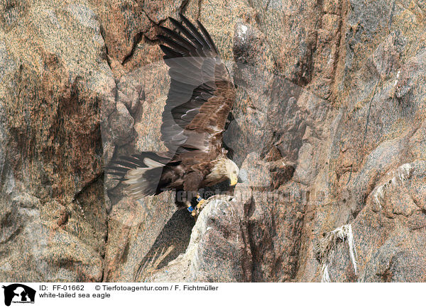 Seeadler / white-tailed sea eagle / FF-01662