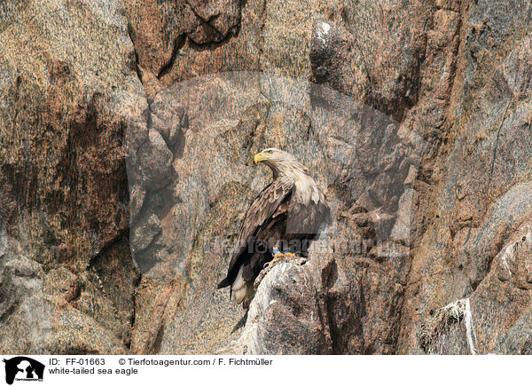 Seeadler / white-tailed sea eagle / FF-01663