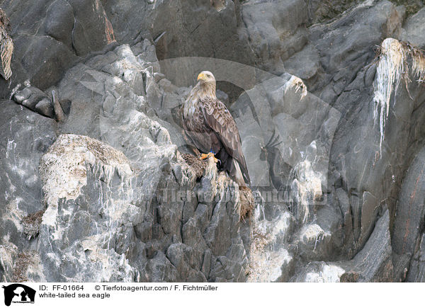 Seeadler / white-tailed sea eagle / FF-01664