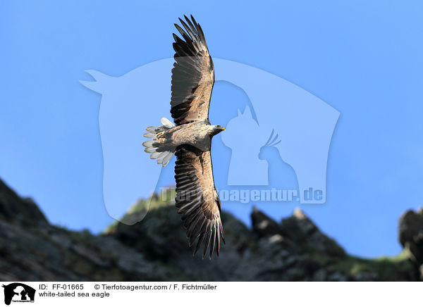 Seeadler / white-tailed sea eagle / FF-01665
